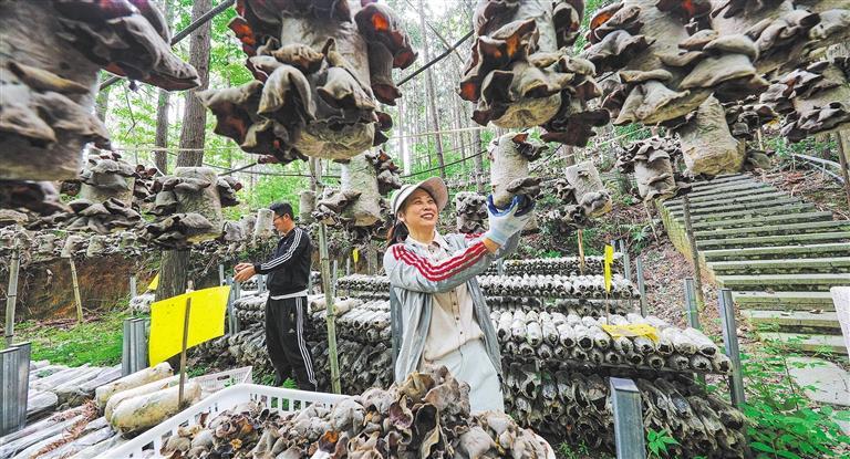 发展产业调研】林下生金冰球突破游戏【高质量