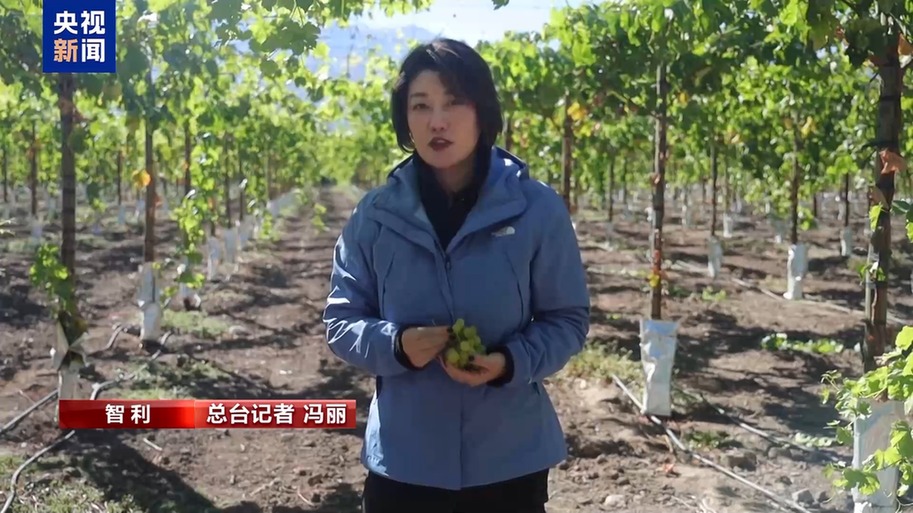 水果棘手的关税 智利水果产业“愁”冰球突破技巧总台记者探访丨应季的(图5)